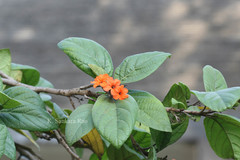 Cordia sebestena